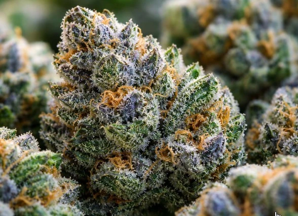 THCA Flower — Exotic OG